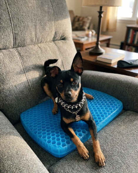 ComfortHex- Breathable Honeycomb Design Absorbs Pressure Points For Animals and Human Also For Office Chair, Home Car Seat,Wheelchair